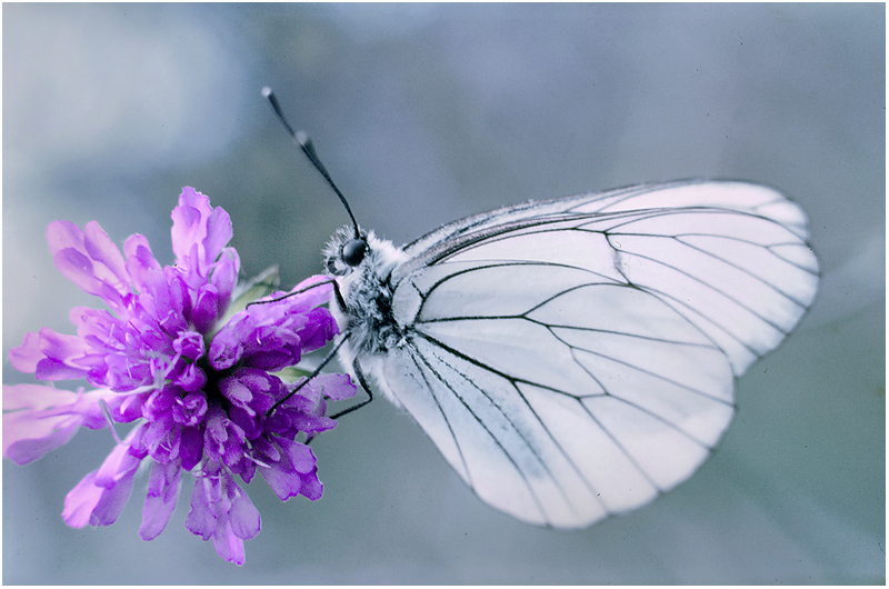 photo "***" tags: nature, insect