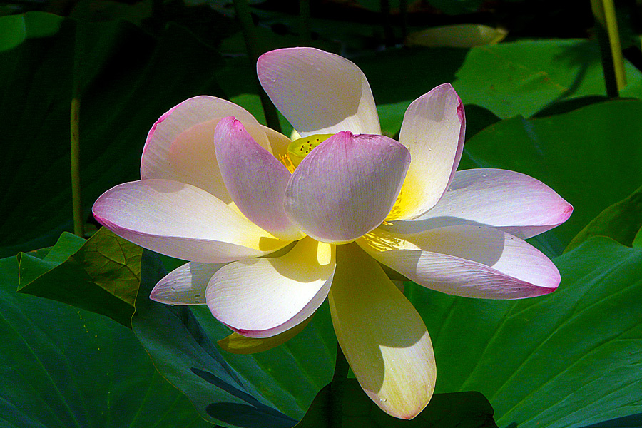 photo "Light inside" tags: nature, macro and close-up, flowers, lake, lotus, summer