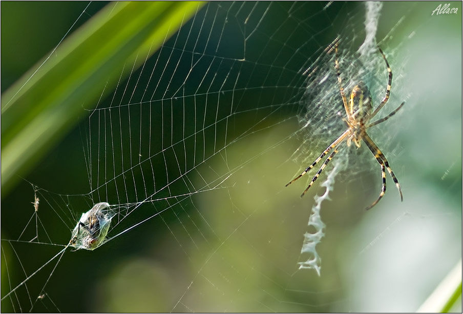 photo "***" tags: nature, insect