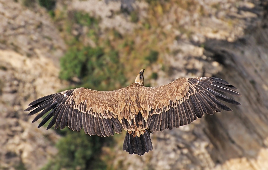 photo "***" tags: nature, wild animals