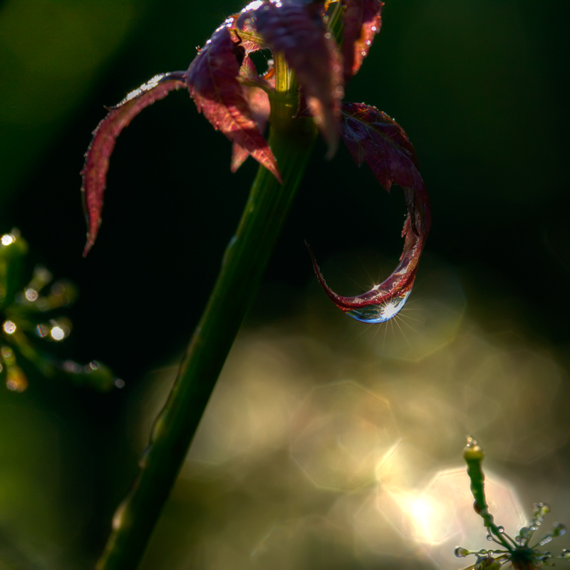 photo "***" tags: macro and close-up, 