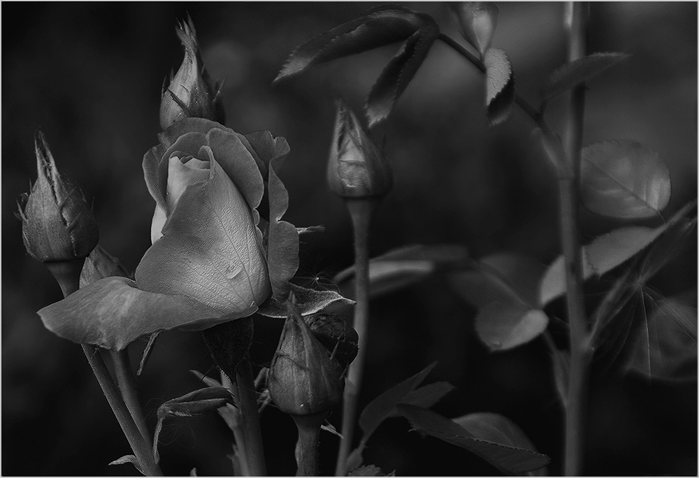 photo "The Rose (black & white)" tags: nature, black&white, flowers