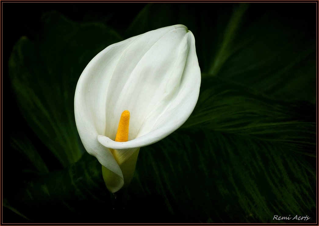 photo "flowers for everyone" tags: nature, macro and close-up, flowers