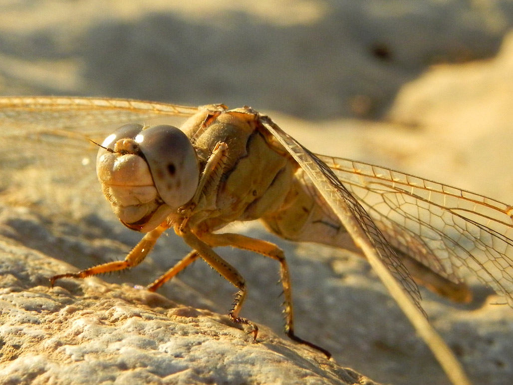 photo "Parrot Head" tags: nature, macro and close-up, insect