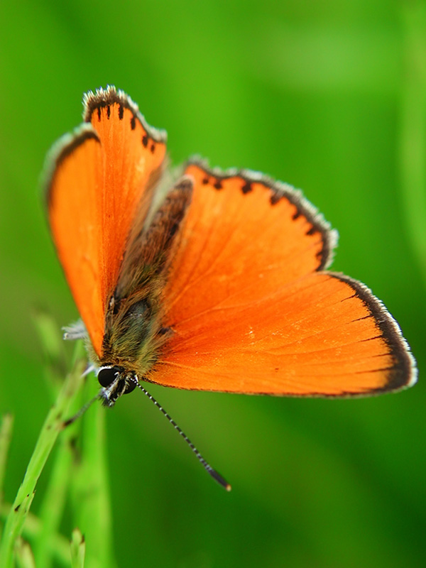 photo "***" tags: macro and close-up, nature, insect