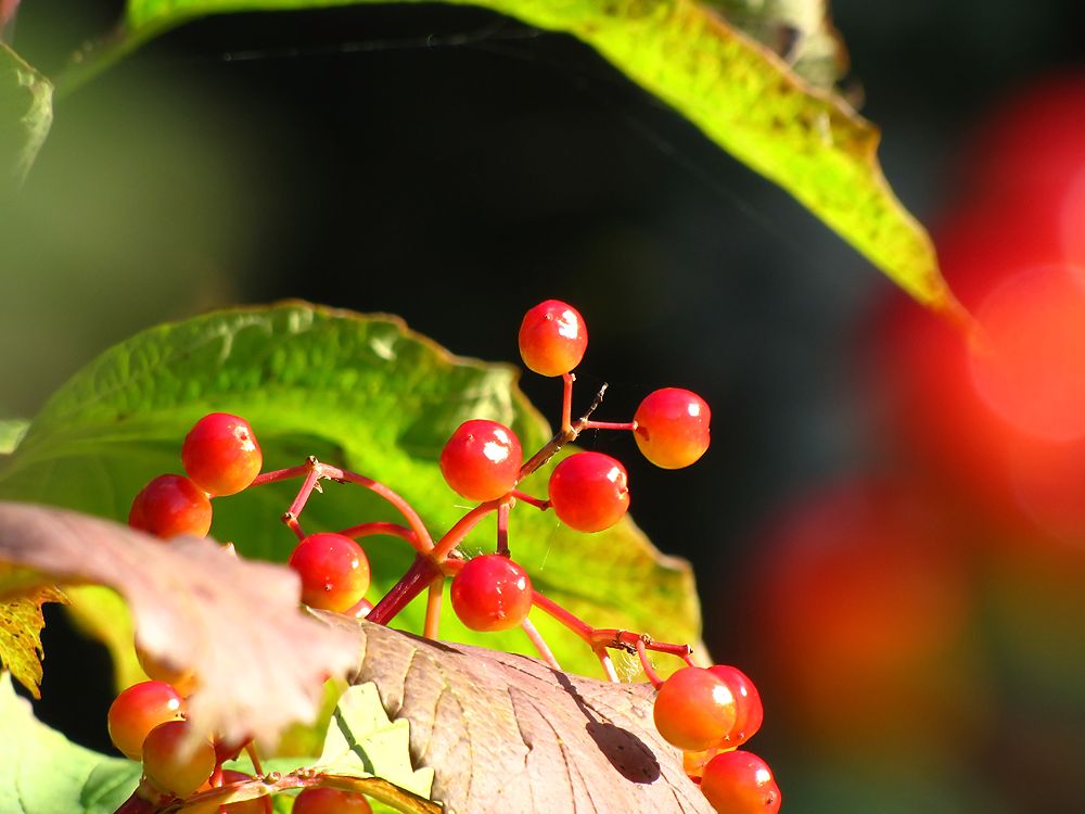 photo "Viburnum opulus" tags: nature, macro and close-up, flowers, summer