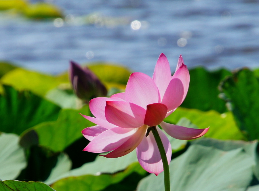 photo "***" tags: nature, flowers