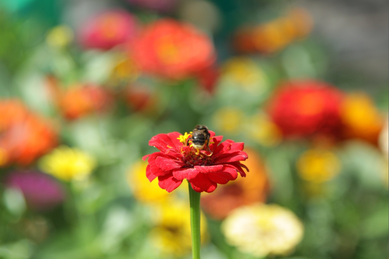 photo "***" tags: nature, flowers