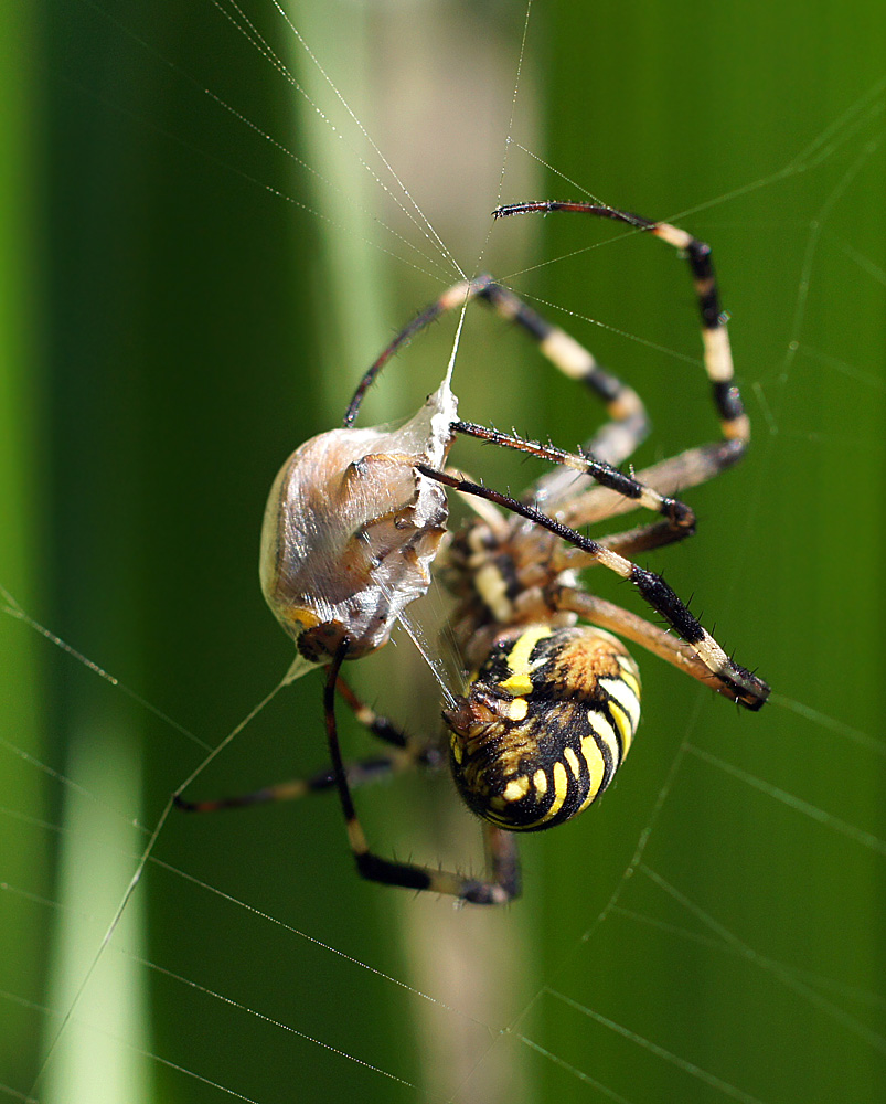 photo "макро,паук,агриопа" tags: macro and close-up, nature, insect