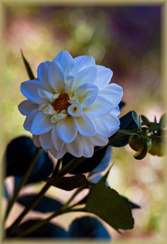 photo "***" tags: nature, flowers