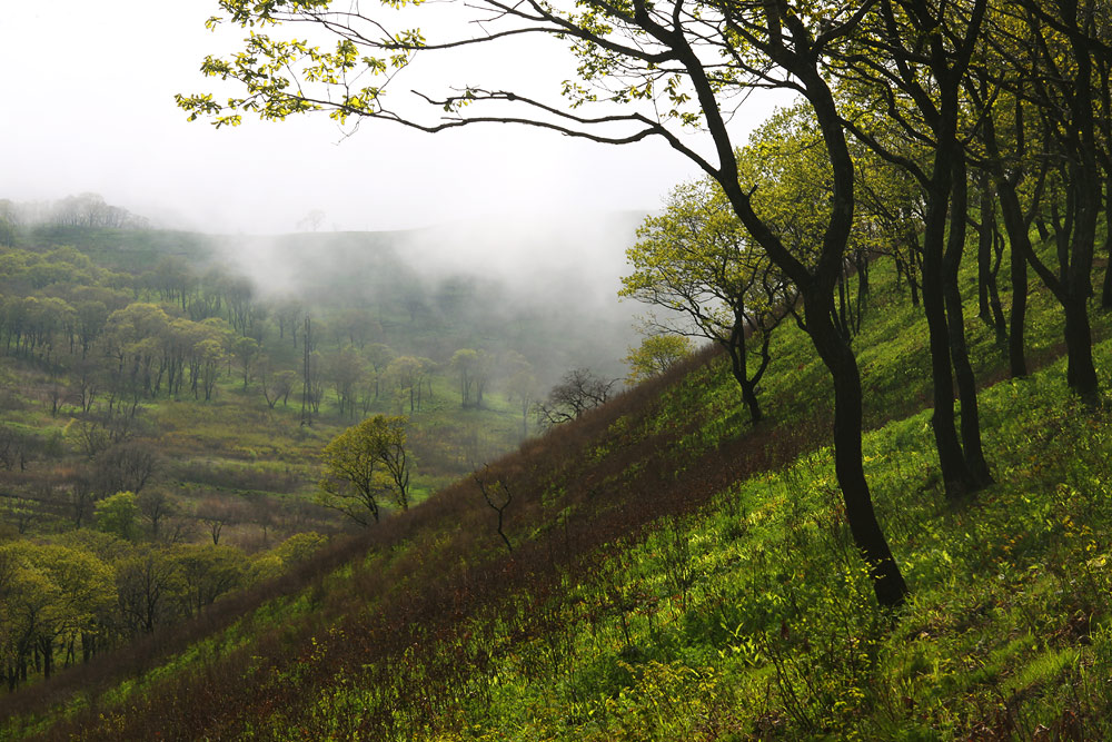 photo "***" tags: landscape, forest, spring