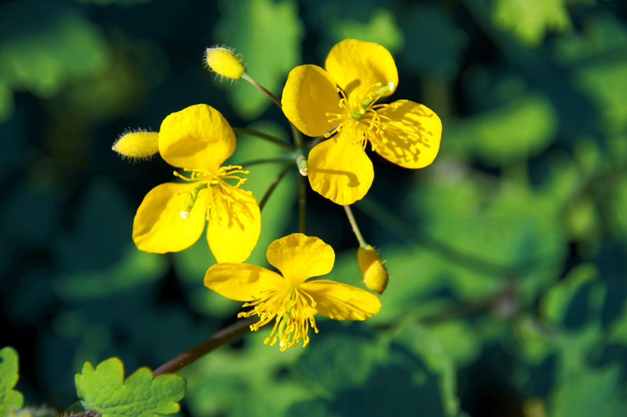 photo "Yellow flowers..." tags: abstract, nature, flowers