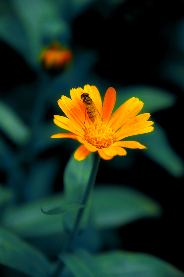 photo "***" tags: nature, flowers, insect