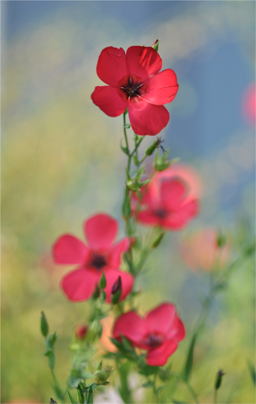 photo "***" tags: nature, flowers