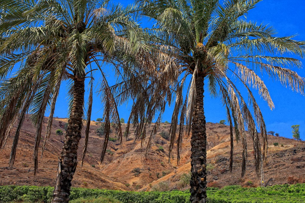 фото "Palms" метки: пейзаж, 