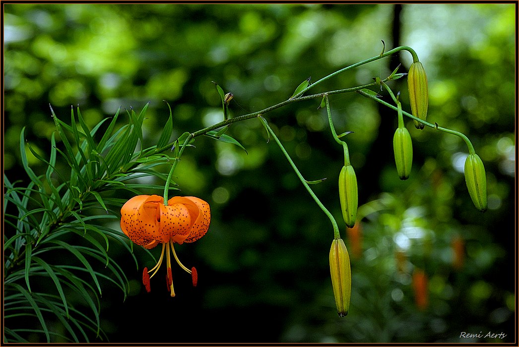 photo "only one" tags: nature, macro and close-up, flowers