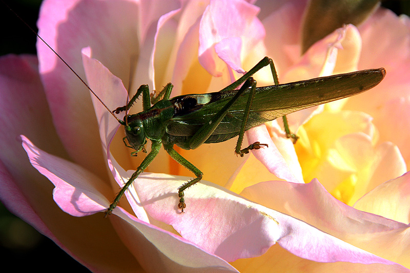 photo "Uninvited guest" tags: nature, macro and close-up, flowers, insect, rose