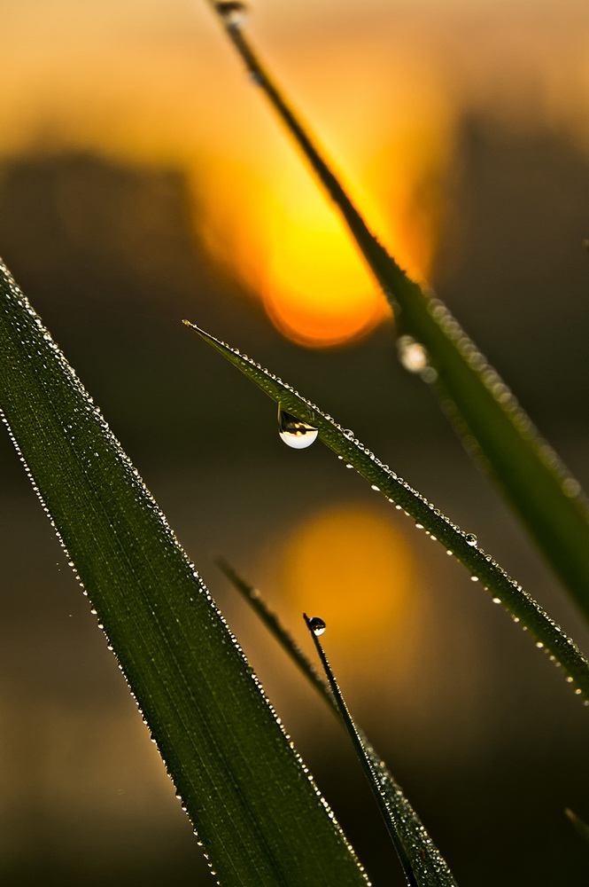 photo "***" tags: macro and close-up, nature, flowers