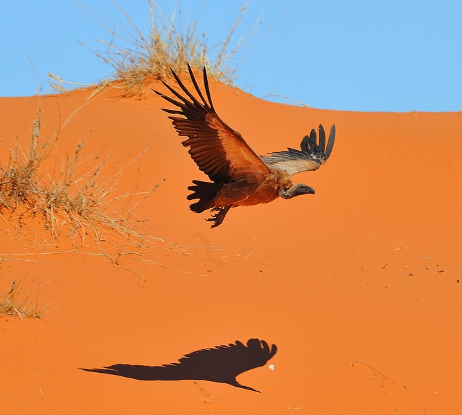 photo "***" tags: nature, wild animals