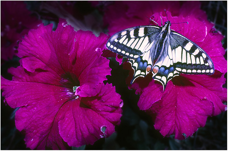 photo "***" tags: nature, insect