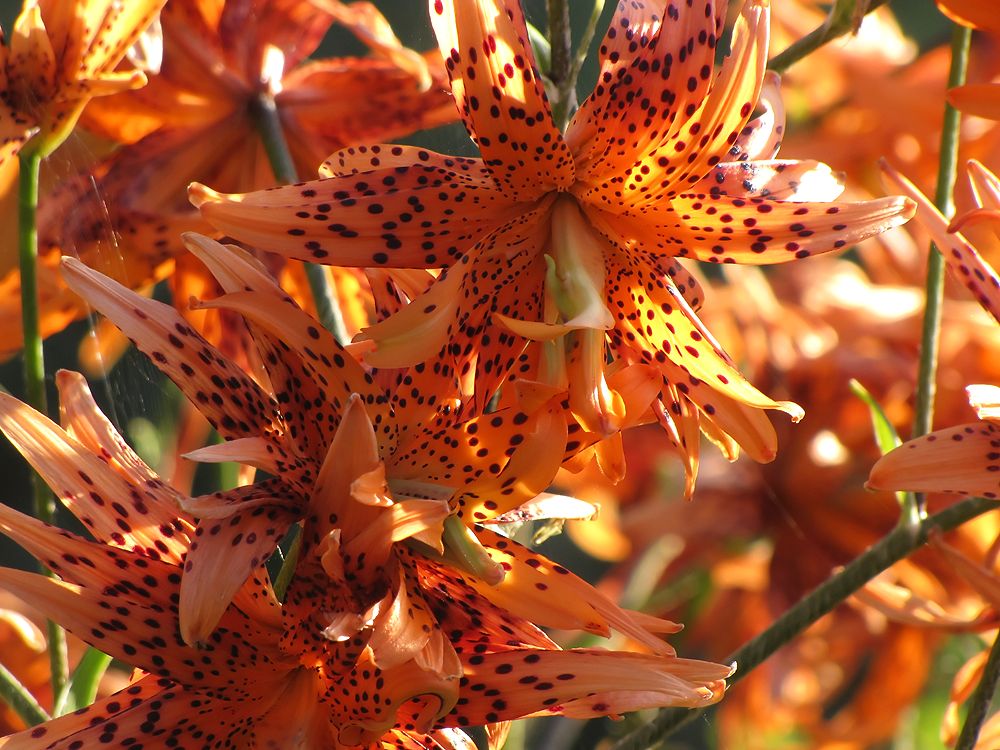 photo "Lilium tigrinum" tags: nature, flowers, summer