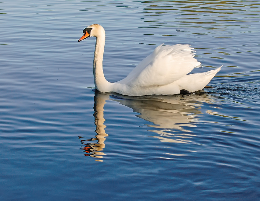 photo "***" tags: nature, 