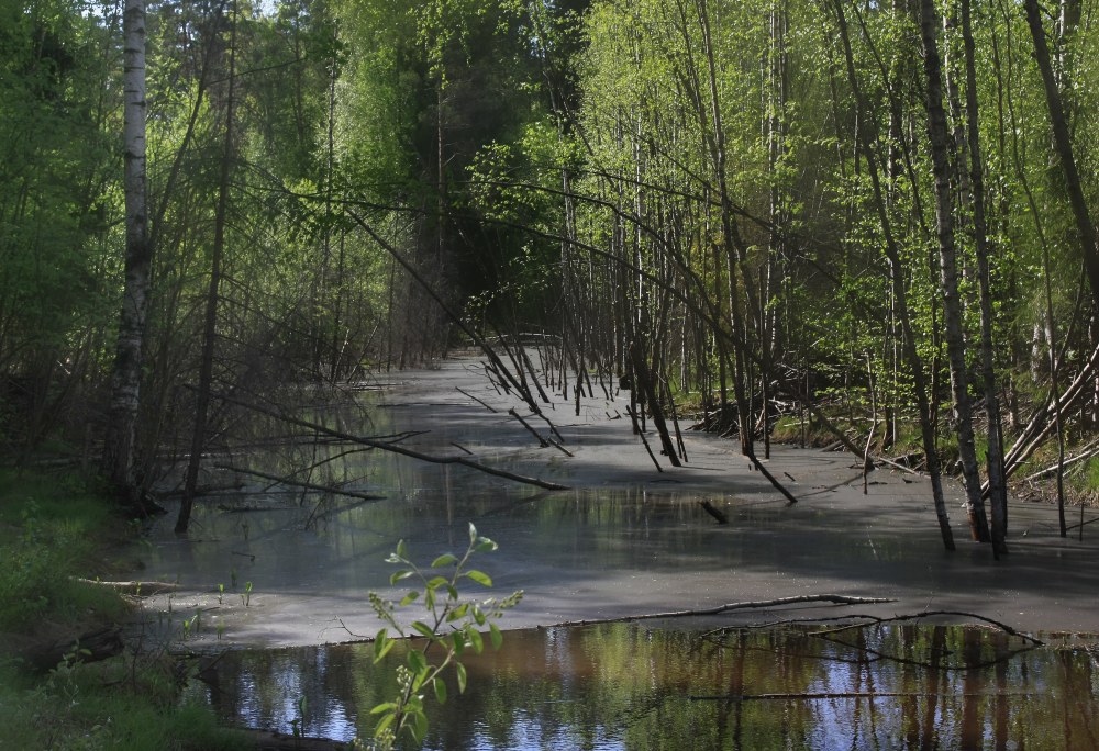 photo "***" tags: landscape, forest