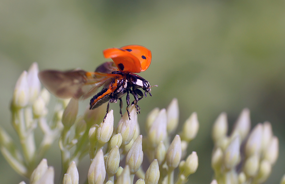 photo "макро,божья коровка" tags: macro and close-up, nature, insect