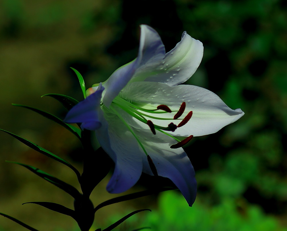 photo "Lily" tags: nature, 