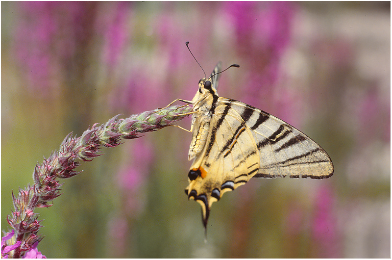 photo "***" tags: nature, insect