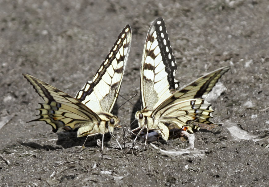 photo "***" tags: nature, insect