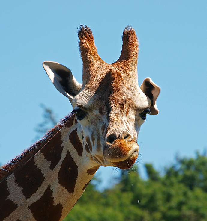 photo "Get Out Of Here !" tags: nature, wild animals