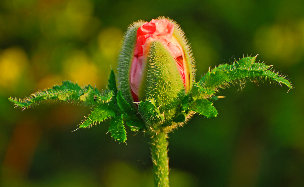 photo "the first colour" tags: nature, flowers