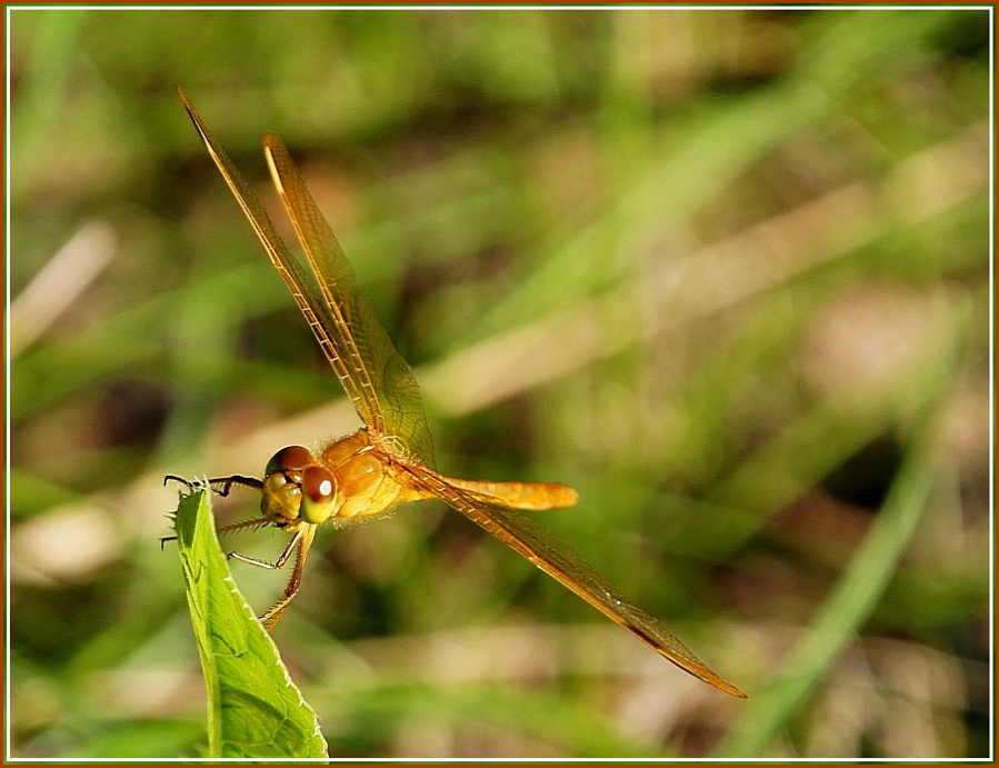 photo "***" tags: nature, insect