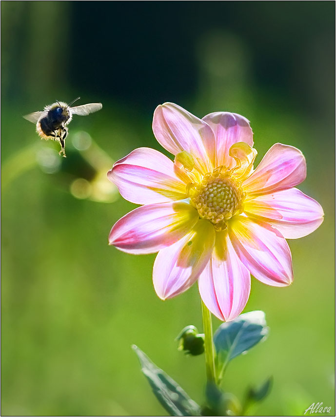 photo "***" tags: nature, flowers, insect