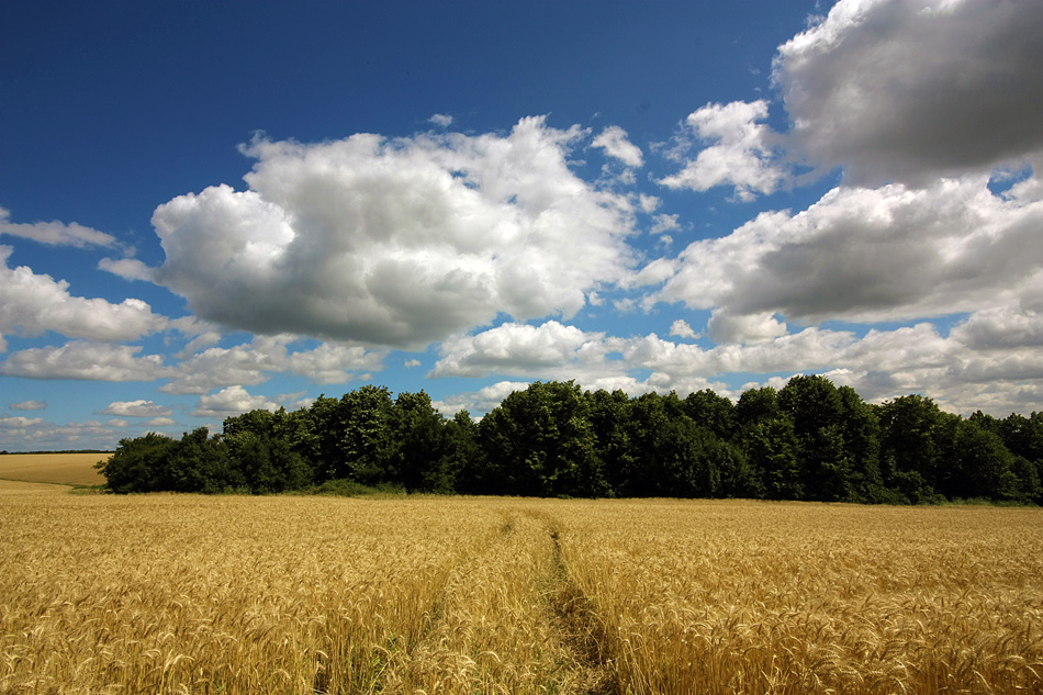 фото "Contrasts summer" метки: пейзаж, лес, лето, небо, облака, поле