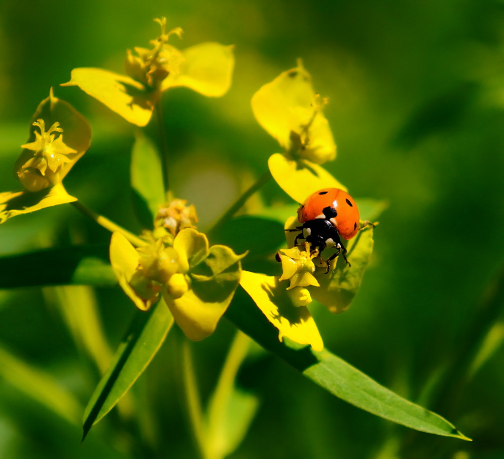 photo "***" tags: nature, insect