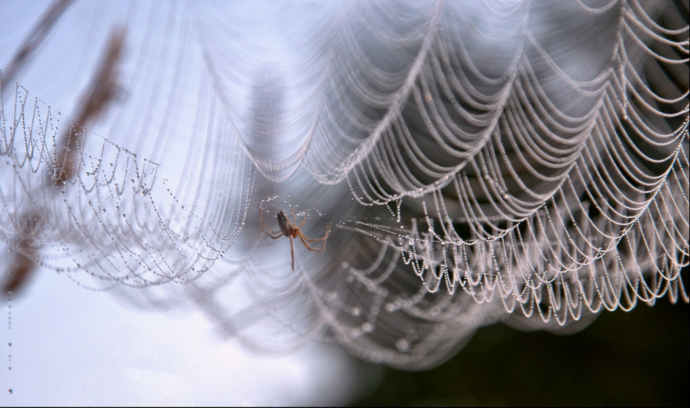 photo "***" tags: nature, macro and close-up, insect