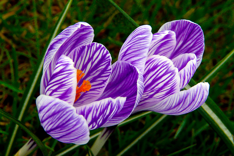 фото "Looking in the same direction" метки: природа, макро и крупный план, весна, цветы