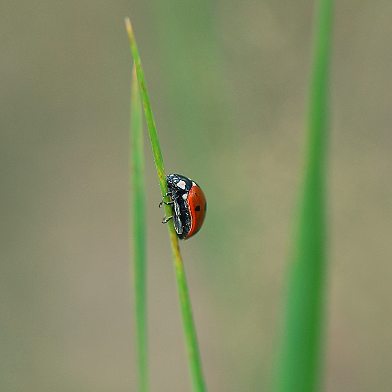 photo "***" tags: macro and close-up, 