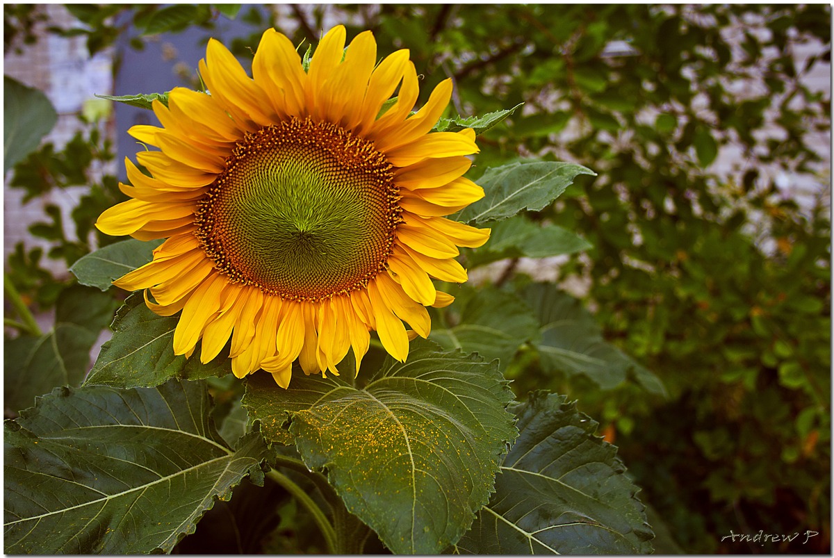 photo "***" tags: nature, flowers
