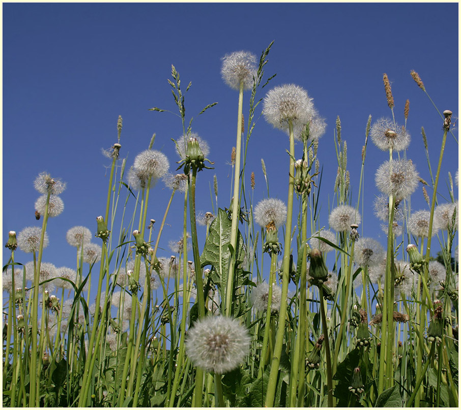 photo "June and Dandelions" tags: nature, landscape, flowers