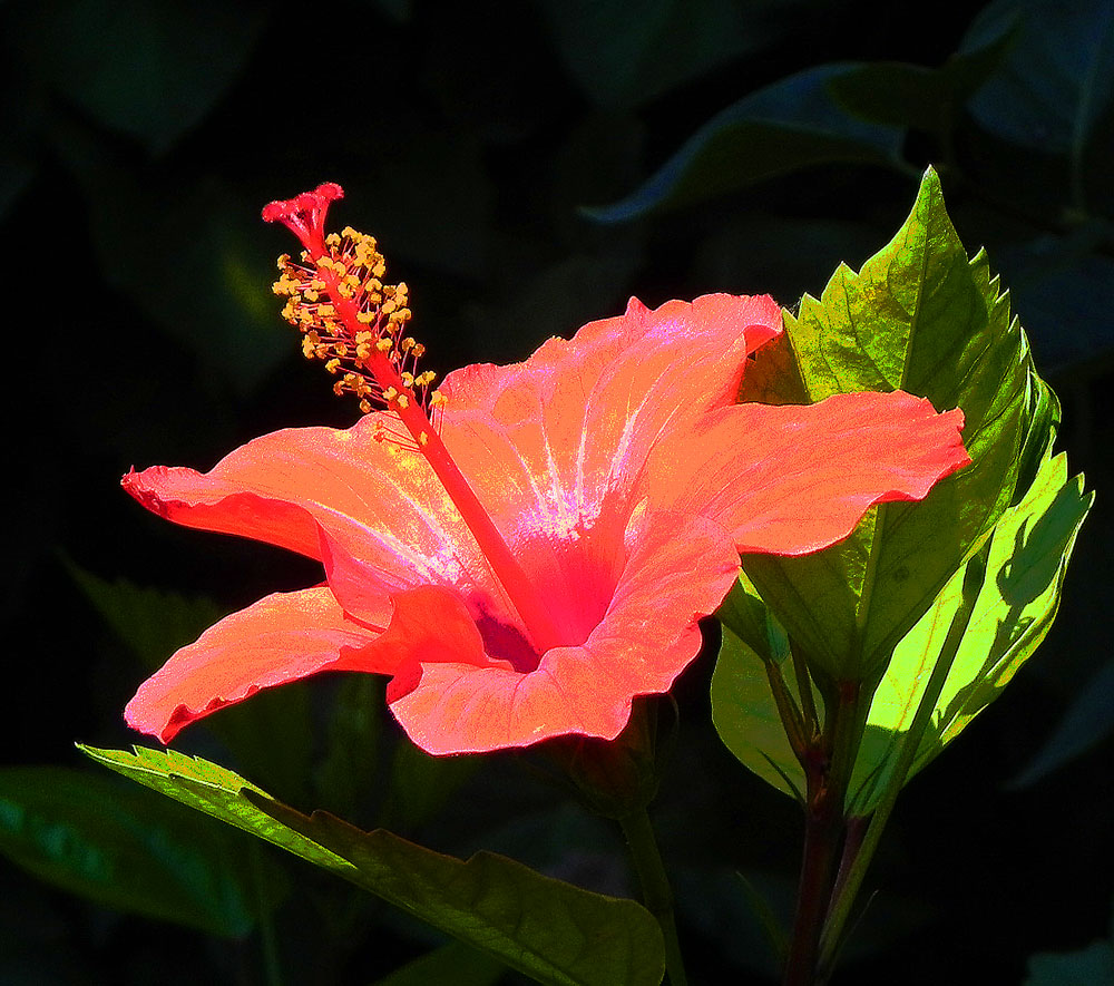 photo "***" tags: nature, macro and close-up, flowers