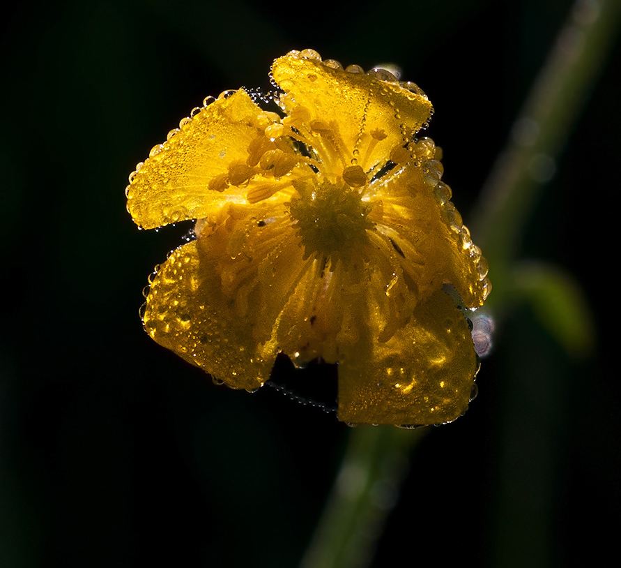 photo "***" tags: nature, macro and close-up, flowers