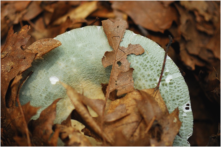 photo "Mushroom Geometry" tags: nature, 