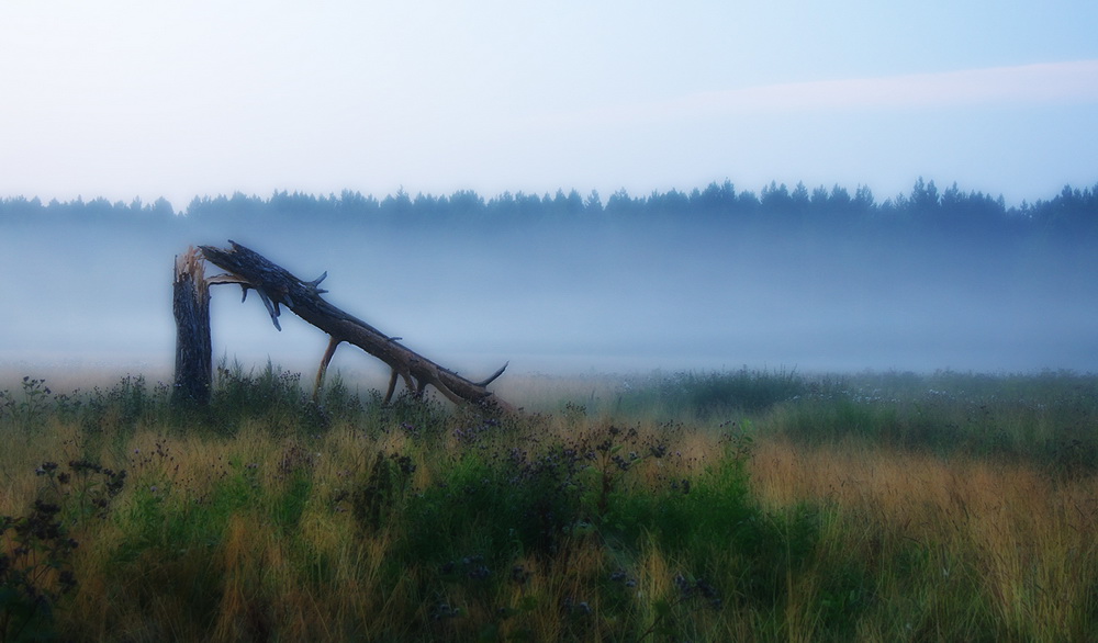 фото "***" метки: пейзаж, лес, лето