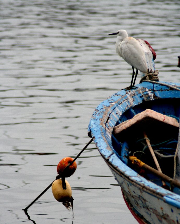 photo "the guardian of the boat" tags: landscape, water