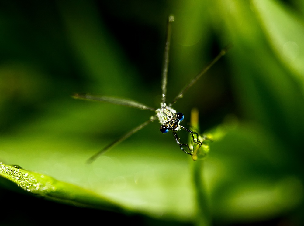 photo "***" tags: macro and close-up, nature, insect