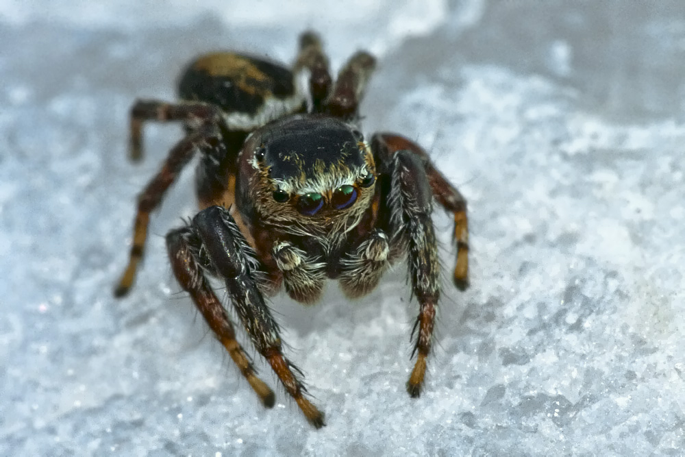 photo "***" tags: macro and close-up, 