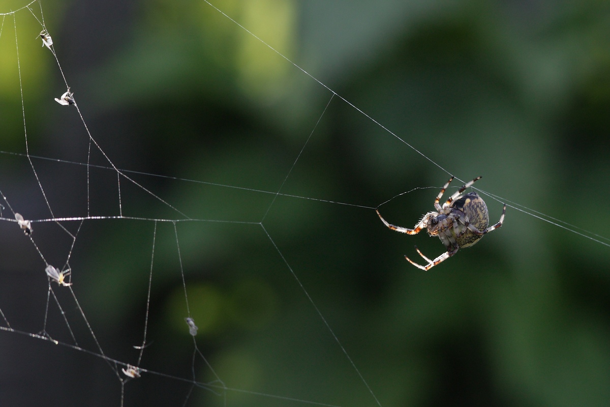 photo "***" tags: nature, insect